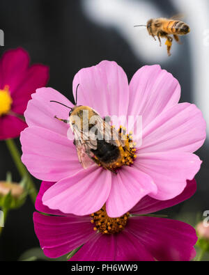 Zwei bummblebees, fliegen die anderen Sammeln pollent aus einem rosa rote Blume Stockfoto