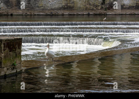 Ein höckerschwan im seichten Wasser auf Pulteney Wehr in Badewanne Stockfoto