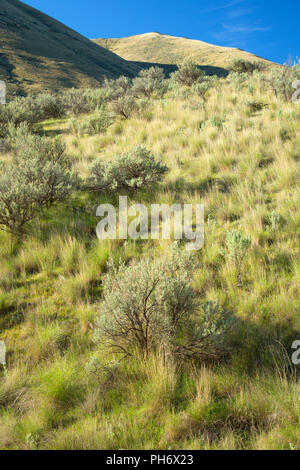 Sagebrush auf Canyon Slope, Wild und Scenic Deschutes River, untere Deschutes National Back Country Byway, Oregon Stockfoto