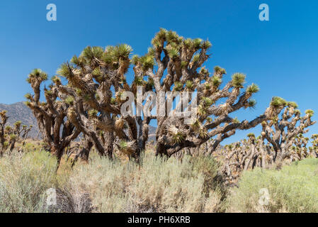 Grove von Joshua Bäume in der Wüste unter einem strahlend blauen Himmel mit kargen Berg im Hintergrund. Stockfoto