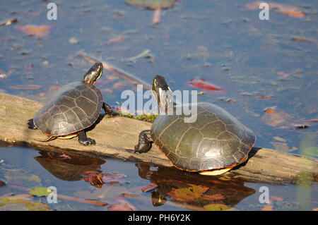 Gemalte Schildkröte Paar auf einem Wasser anmelden genießen ihre Umgebung. Stockfoto