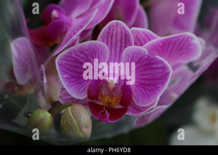 Phalaenopsis Orchidee markantes Detail und Schönheit Stockfoto