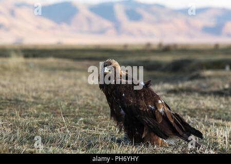 Golden Eagle sitzt auf Flächen, die in der Steppe in der Mongolei. Stockfoto