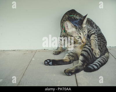 Faul tabby Cat suchen etwas interessiert auf Holzböden und weißen Wand Hintergrund mit Kopie Raum mit Film Ton Stil. Stockfoto