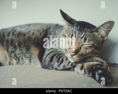 Closeup schlafen Faul tabby Katze Träumen auf Holzböden und weißen Wand Hintergrund mit Film Ton Stil. Stockfoto