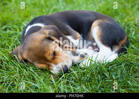 Bild von einem niedlichen Beagle Welpen schlafen auf dem Gras Stockfoto