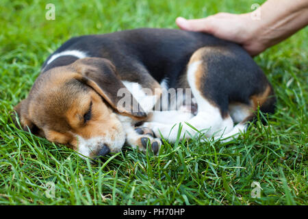 Niedliche kleine Beagle Welpen schlafen, Hand der Besitzer ihn berühren mit Liebe Stockfoto