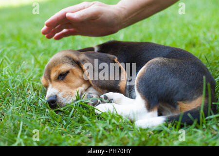 Niedliche kleine Beagle Welpen schlafen, Hand der Besitzer ihn berühren mit Liebe Stockfoto