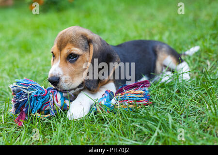 Süße Beagle Welpen beim Spielen im Garten mit bunten Spielzeug Stockfoto