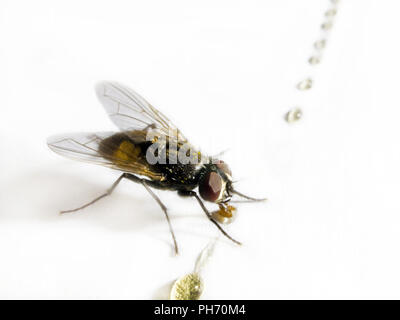 Makrofotografie und Honig Farbe Fliegen Stockfoto