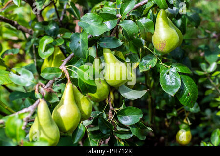 Reife Birnen auf einem Baum - eine schöne Ernte von Obst ist fast reif für die Ernte. Stockfoto