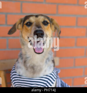 Positive Portrait von glücklich kreuz Rasse der Jagdhund tragen gestreifte Weste in einem alten Stuhl gegen Mauer ruht. Stockfoto