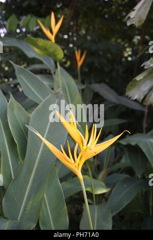 Gelbe Helikonia-Blüte, Hummerkrallen, Tukanschnabel, wilder Kochbananen, falscher Paradiesvogel; Stockfoto