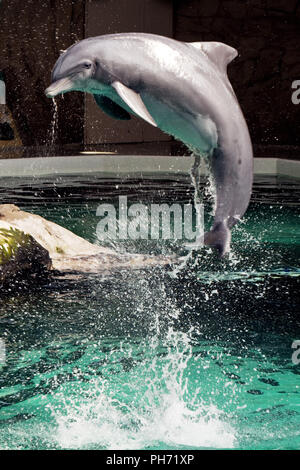 Dolphin im Delphinarium, Zoo Duisburg, Deutschland Stockfoto