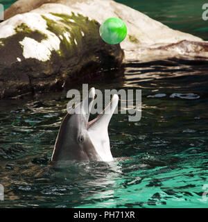 Dolphin im Delphinarium, Zoo Duisburg, Deutschland Stockfoto