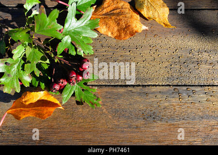 Bunte Herbstblätter auf Holz Hintergrund Stockfoto