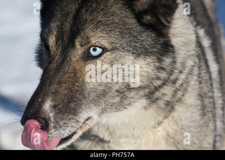 Husky Portrait Stockfoto