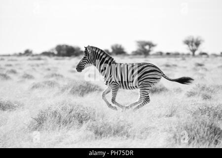 Junge zebra läuft Stockfoto