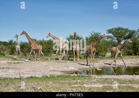 Kühlung Pause für eine Herde von girafes Stockfoto