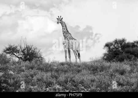 Giraffe im Kgalagadi Transfrontier National Park Stockfoto