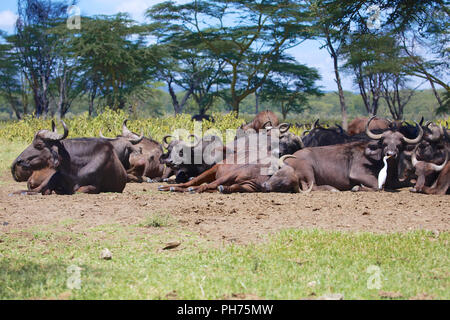 Herde von Büffeln ruhen auf nakuru Stockfoto