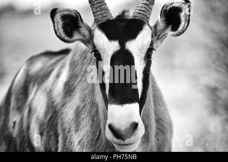 Portrait von Oryx im kgalagadi Stockfoto