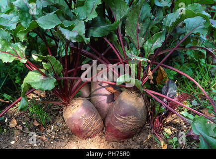 Rote Bete, Beta vulgaris Subsp rapacea var. conditiva, Stockfoto