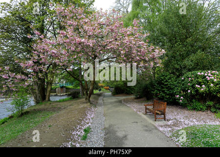 Frühling Blumen in Fitz Park, Keswick, Lake District National Park, Grafschaft Cumbria, England, Großbritannien Stockfoto