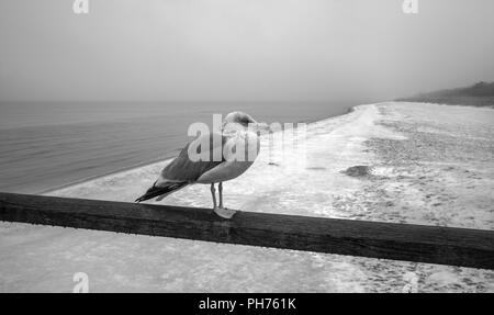 Die Ostsee - einsam in der DARSS Stockfoto