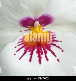Orchidee, Blume, Nahaufnahme Stockfoto