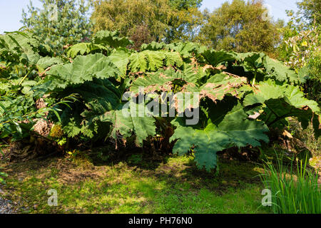 Große Gunnera Werk in irischen Garten, County Kerry, Irland Stockfoto