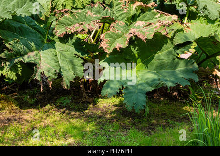 Große Gunnera Werk in irischen Garten, County Kerry, Irland Stockfoto