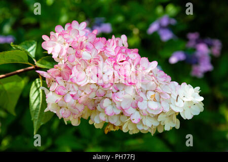 Vanille Erdbeer (Hydrangea paniculata 'Renhy') ein Hybrid aus einer leicht wachsenden, Sun - liebevolle Hydrangea Arten. Stockfoto