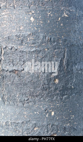 Verbrannt baum Textur Stockfoto
