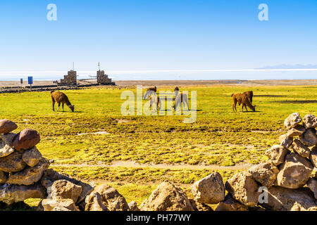Lamas Beweidung auf Coqueza Dorf Stockfoto