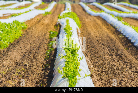 Landwirtschaft, Gemüse für den Schutz Stockfoto