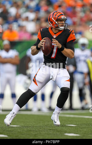 Cincinnati, Ohio, USA. 30. August 2018: Cincinnati Bengals Quarterback Matt Barkley (7) Tropfen zurück für einen Pass in ein Spiel zwischen den Indianapolis Colts und den Cincinnati Bengals an Paul Brown Stadium in Cincinnati, OH. Adam Lacy/CSM Credit: Cal Sport Media/Alamy leben Nachrichten Stockfoto