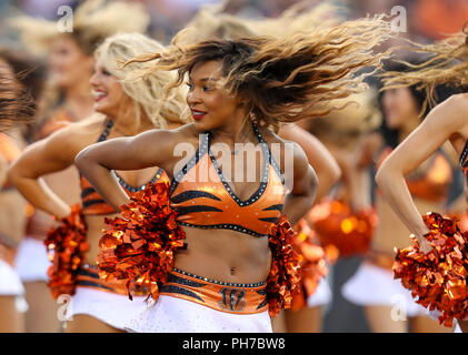 Cincinnati, Ohio, USA. 30. August 2018: Cincinnati Bengal Cheerleader während einer Zeitüberschreitung in ein Spiel zwischen den Indianapolis Colts und den Cincinnati Bengals an Paul Brown Stadium in Cincinnati, OH. Adam Lacy/CSM Credit: Cal Sport Media/Alamy leben Nachrichten Stockfoto