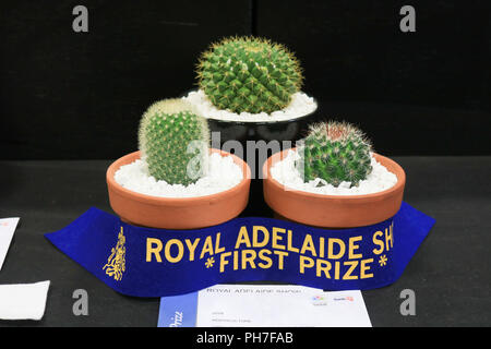 Adelaide Australien. 31. August 2018. Das Royal Adelaide Show, eine jährliche landwirtschaftliche Veranstaltung von der Königlichen landwirtschaftlichen und gartenbaulichen Gesellschaft in South Australia, wo "Stadt trifft Land' und die ländliche Industrien von Australien gezeigt werden kann und feiert einmal im Jahr öffnet sich an der Adelaide Showgrounds ab 31. August-9. September zur Schau stellen, lokale Produkte, kochen, Tiere, Fahrten, Essen und Unterhaltung und urteilend Vieh Credit: Amer ghazzal/Alamy leben Nachrichten Stockfoto