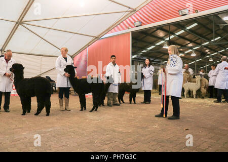 Adelaide Australien. 31. August 2018. Das Royal Adelaide Show die jährliche landwirtschaftliche Veranstaltung von der Königlichen landwirtschaftlichen und gartenbaulichen Gesellschaft von South Australia Ausführen öffnet sich an der Showgrounds ab 31. August-9. September präsentiert lokalen Wettbewerben produzieren, kochen, Tiere, Fahrten, Essen und Unterhaltung und urteilend Vieh Credit: Amer ghazzal/Alamy leben Nachrichten Stockfoto