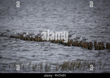 August 23, 2018 - Ribe, Län, Dänemark - Möwen auf Holz- beiträge im Wattenmeer in der Nähe von Ribe (Credit Bild: © Jannis Grosse/ZUMA Draht) Stockfoto