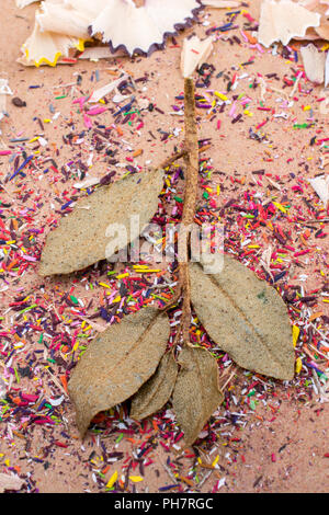 Trockene Blätter inmitten Farbe Bleistift rasieren Stockfoto