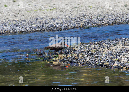 Schwarzer Austernfischer (Haematopus bachmani) Schlemmen auf limpet Schnecken an der Lagune in Colwood Esquimalt BC. (In der Nähe von Victoria British Columbia), Ebbe Stockfoto