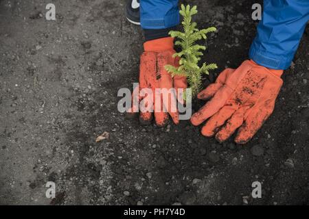 Eine Beschäftigung von Jugendlichen in Parks Mitglied des Programms deckt ein Baum Bäumchen mit Boden in Anchorage, Alaska, 29. Juni 2018. Die JEV-Team Pflanze einheimische Vegetation war einer von vielen Engagement für die Gemeinschaft Tätigkeiten der Pacific Air Kräfte' F-16 Demonstration Team in den Tagen vor der Air Show teilgenommen. Während ihrer Gemeinschaft, Tag das Team nahm an einem Meet-and-Greet bei einem Konzert und verteilten Hunderte von kostenlosen Demo team Erinnerungsstücke zu Einheimischen. Stockfoto