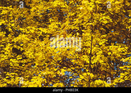 Gelb Herbst Blätter an den Bäumen. Gelbe natürlichen Hintergrund. Stockfoto