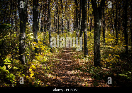 Forest lane in autumn colors. Beautiful atmospheric autumn landscape Stockfoto