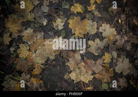 Nasses Laub auf dem Boden im Herbst Herbst, Schmutz, Straße Stockfoto