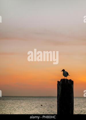 Möwe auf Säule Wasser Meer Ozean Sonnenuntergang, Orange Sky Stockfoto