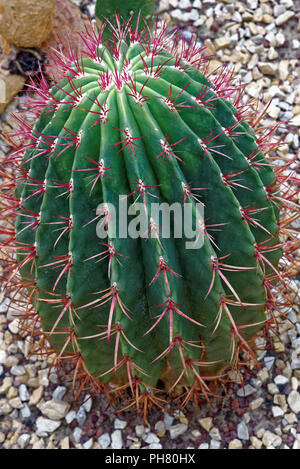 Ferocactus pilosus, auch bekannt als Mexikanische limette Kaktus (Viznaga de Lima) oder Mexikanischen fire Barrel Stockfoto