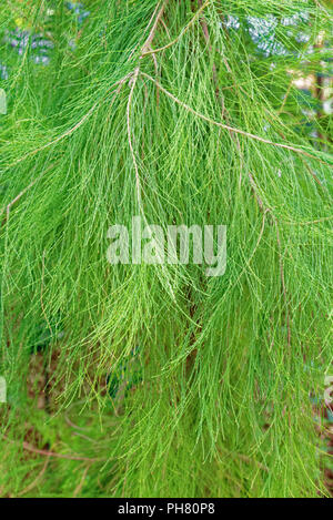 Casuarina equisetifolia oder Australische Kiefer, ist sie - Eiche Arten der Gattung Casuarina Stockfoto